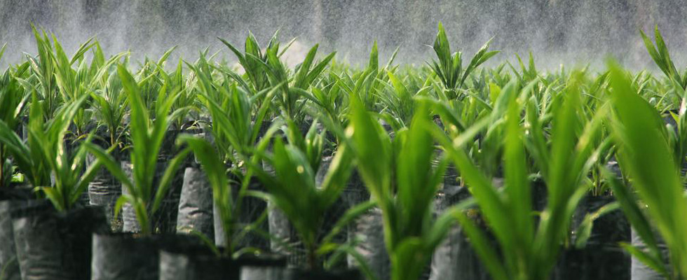 replanting.jpg